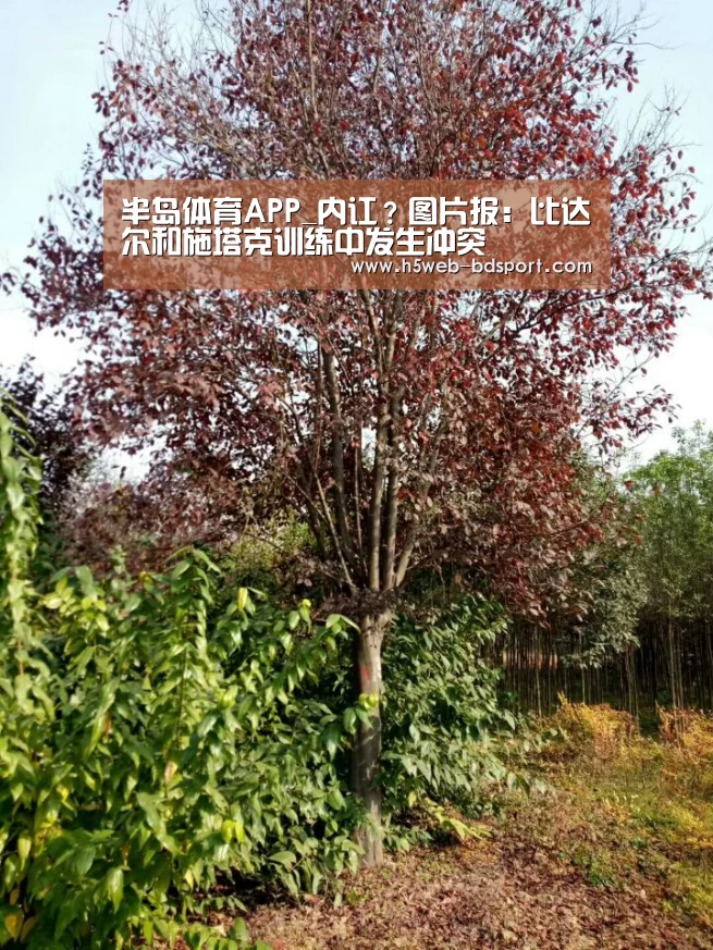 半岛体育娱乐